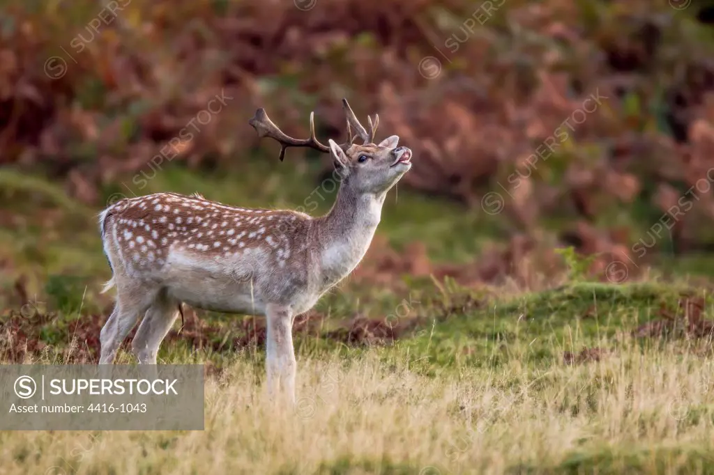 Fallow Deer Stag (Dama dama) in Autumn colours. Leciestershire