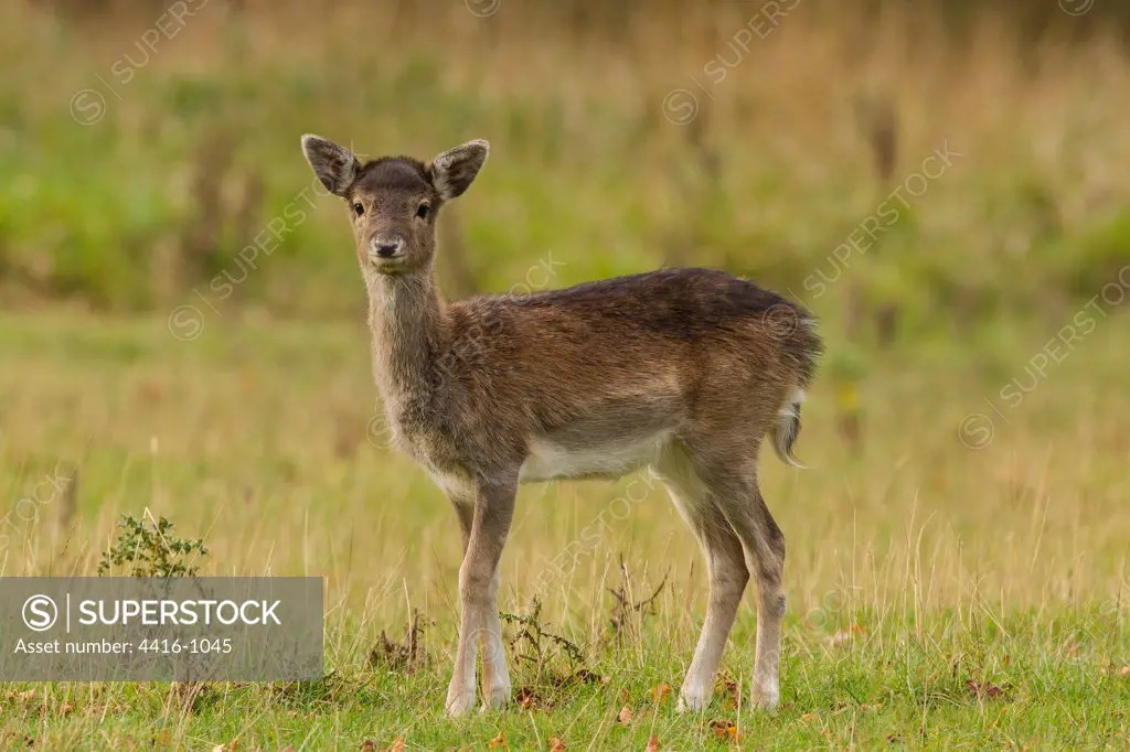 Female Fallow Deer. Country Park. North Norfolk