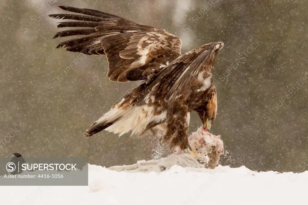 Golden Eagle (Aquila chrysaetos) in the snow with dead hare Finland., Golden Eagle (Aquila chrysaetos) in the snow with dead hare Finl