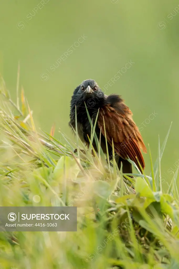 Greater  Coucal (Centropus sinensis) early morning in reed bed. Madagascar, Greater  Coucal (Centropus sinensis) early morning in reed bed.