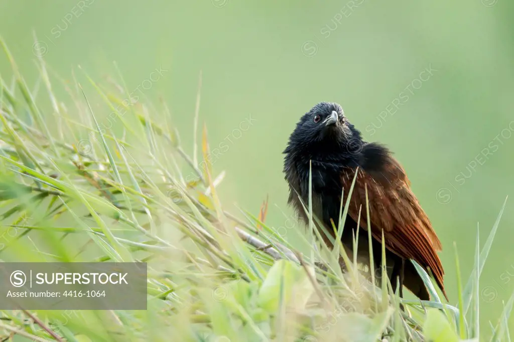 Greater  Coucal (Centropus sinensis) early morning in reed bed. Madagascar, Greater  Coucal (Centropus sinensis) early morning in reed bed.