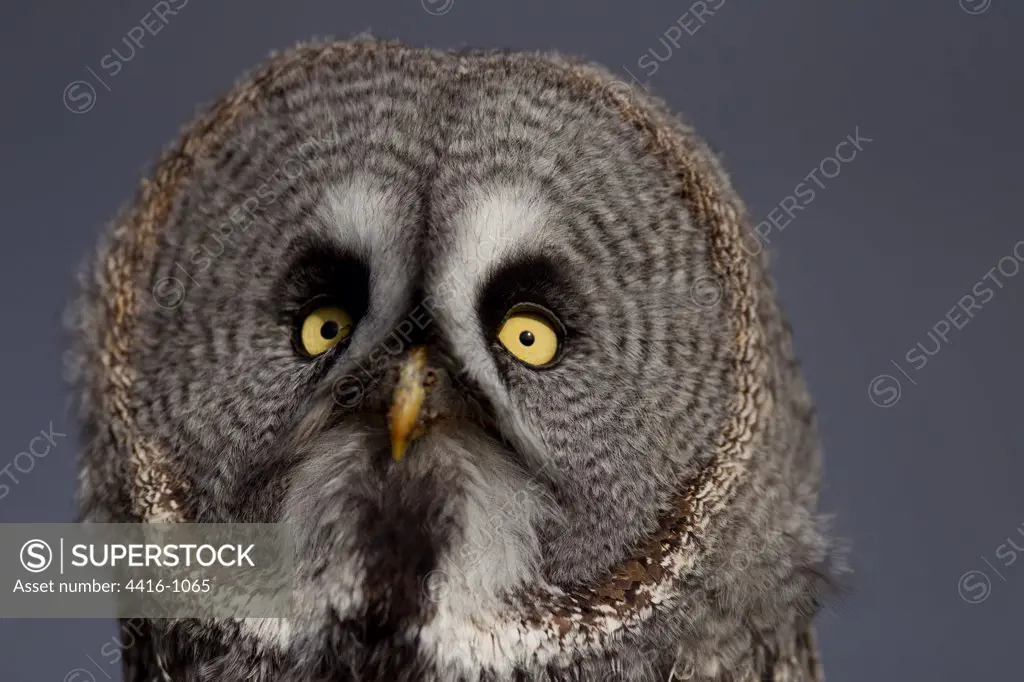 Great Grey Owl(Strix nebulosa) Captive