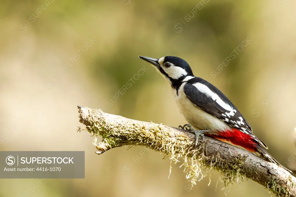 Great Spotted Woodpecker (Dendriocopos major) on tree Finland