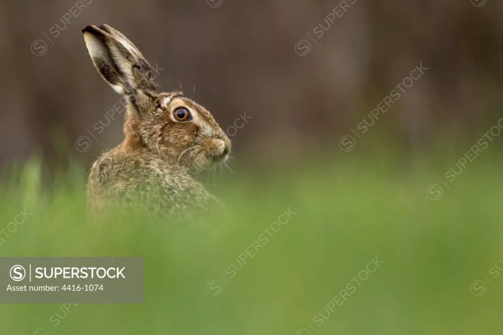 European Brown Hare in field in Norfolk