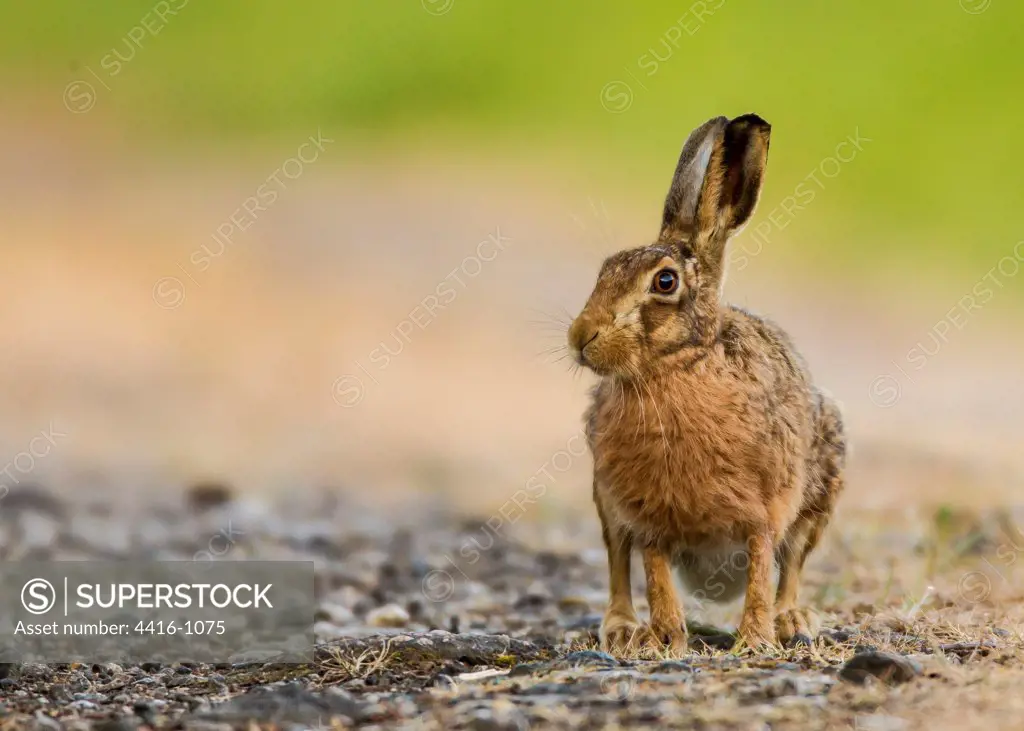 European Brown Hare along edge of field in Norfolk