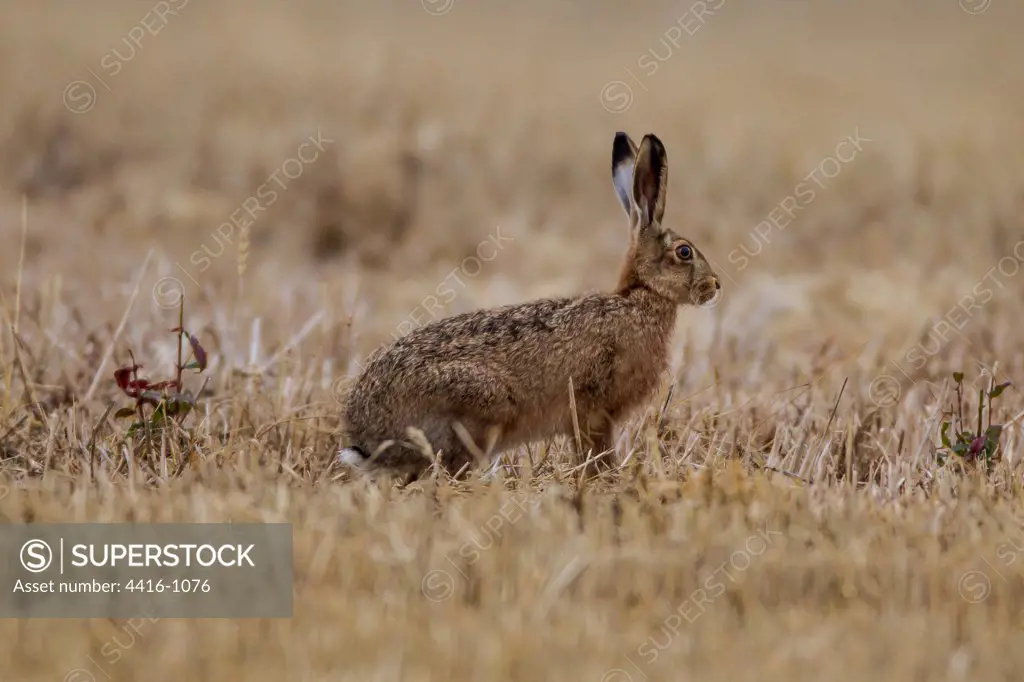 European Brown Hare ( in Field in Early Morning) in Norfolk
