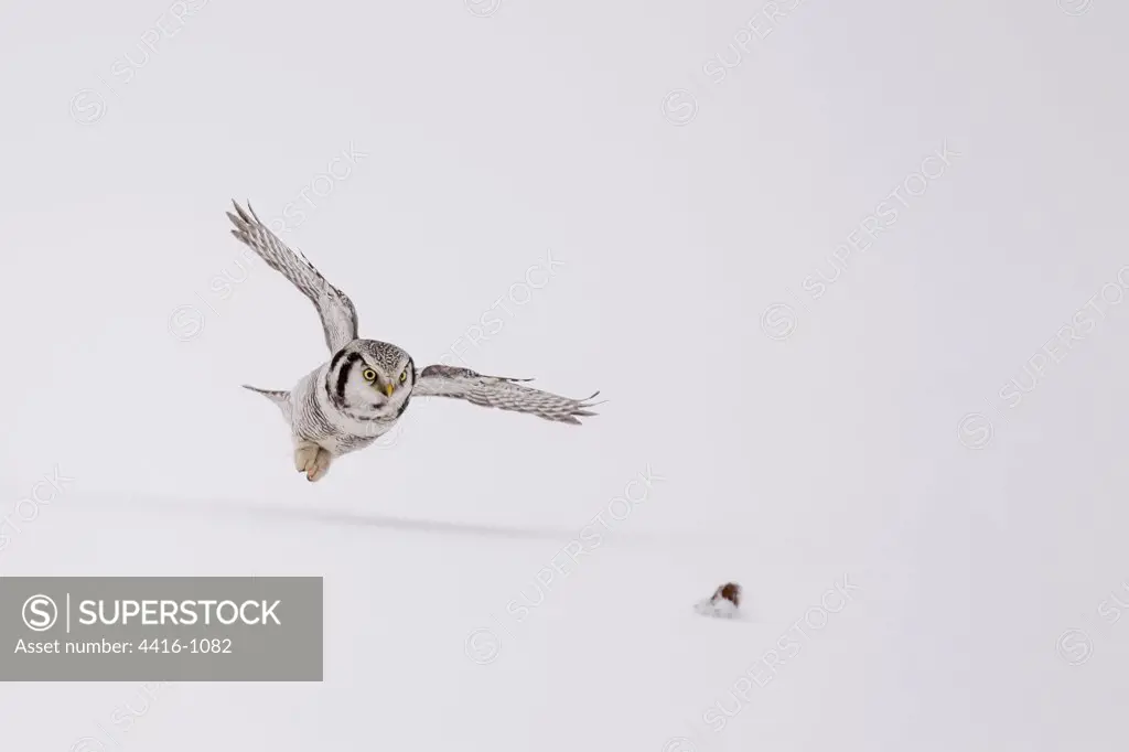 Hawk Owl (Surnia ulula) pouncing on vole in snow in Finland.