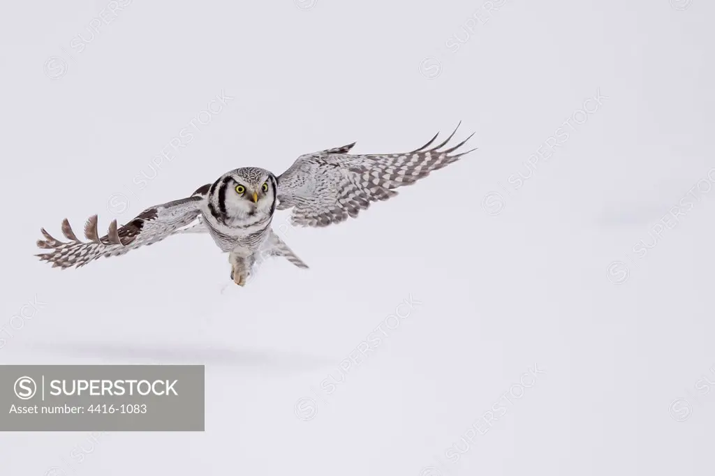 Hawk Owl in flight (Surnia ulula) hunting  in snow in Finland.