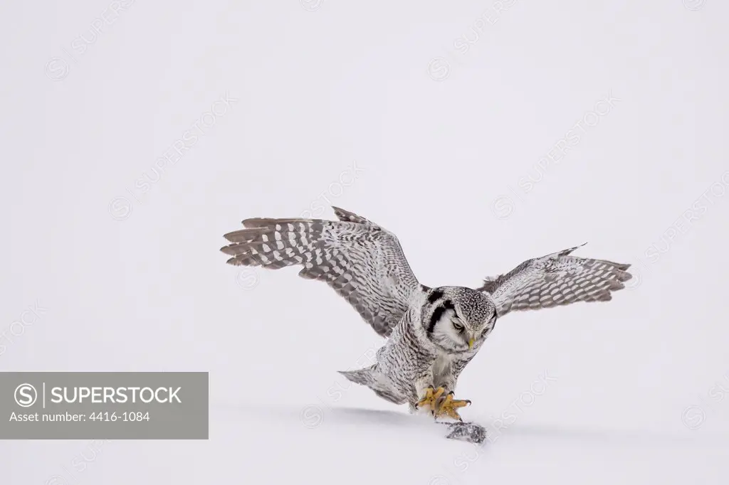 Hawk Owl in flight (Surnia ulula) hunting  in snow in Finland.