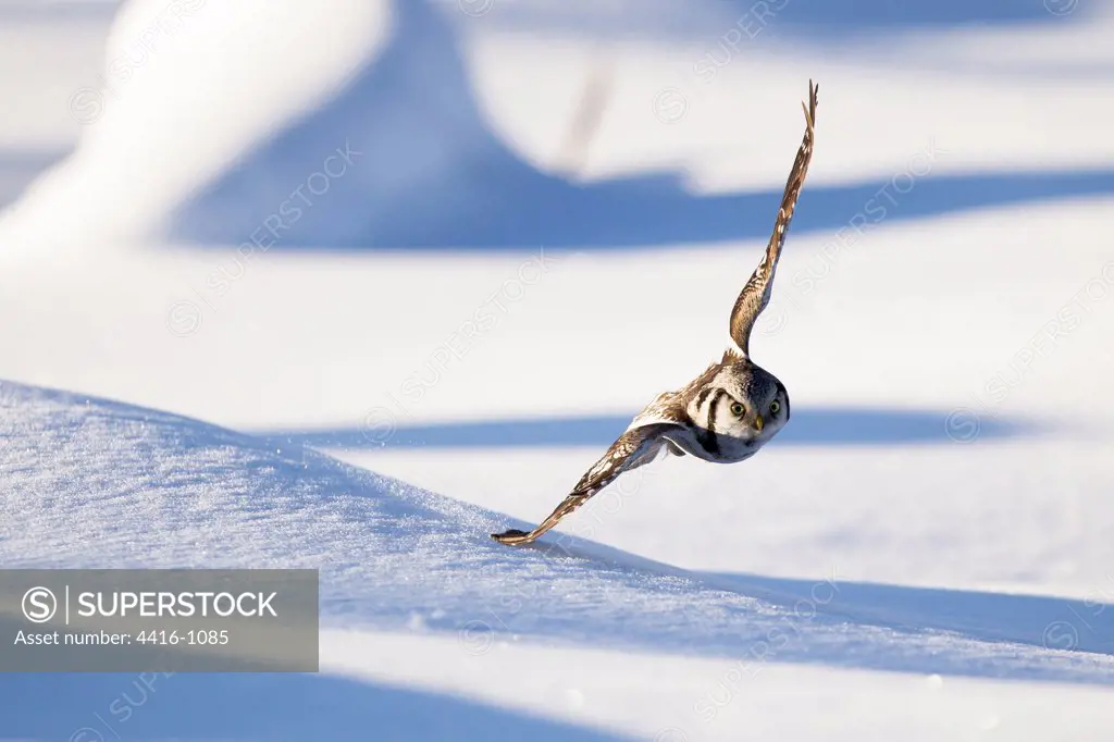 Hawk Owl flying low in snow Finland
