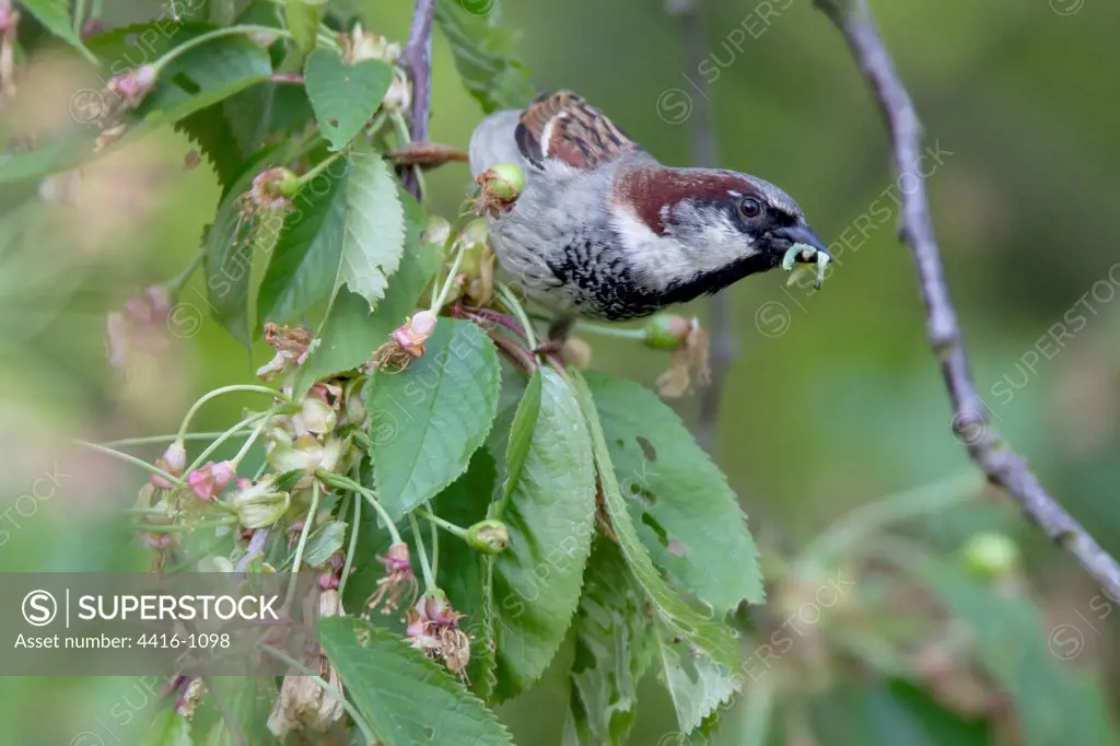House Sparrow baby (Passer domesticus) in tree Norfolk