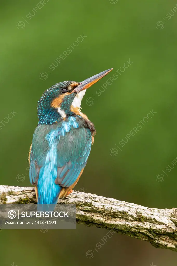 Kingfisher (Alcedo atthis)  Norfolk