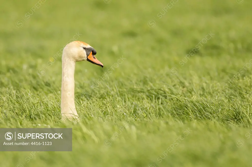 Mute Swan in Grass. Holland
