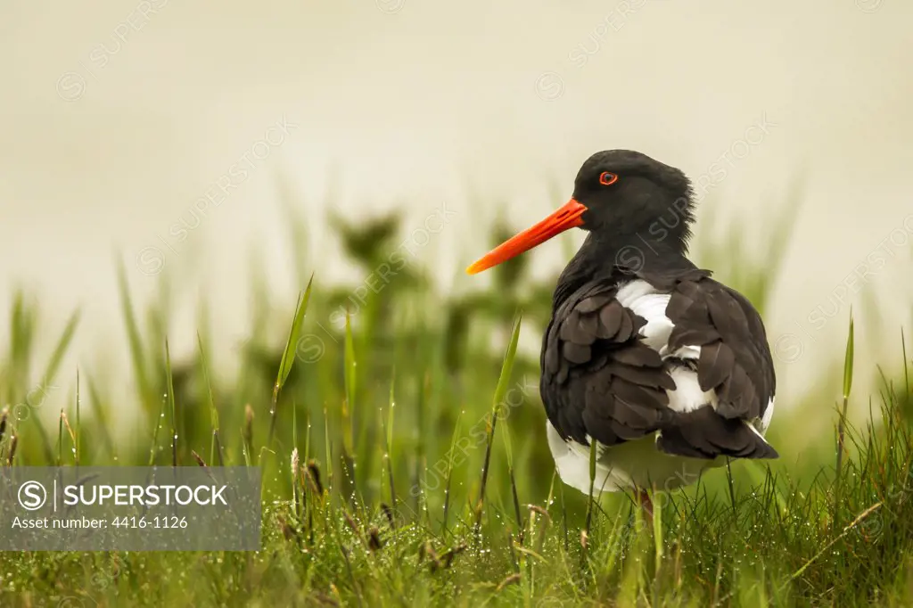 Oyster Catcher Texel Holland