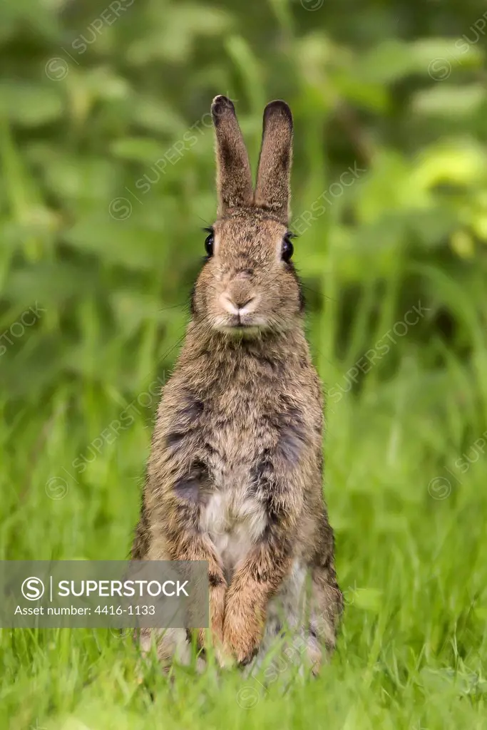 Rabbit (Oryctolagus cuniculus)  on look out in grass meadow Norfolk,