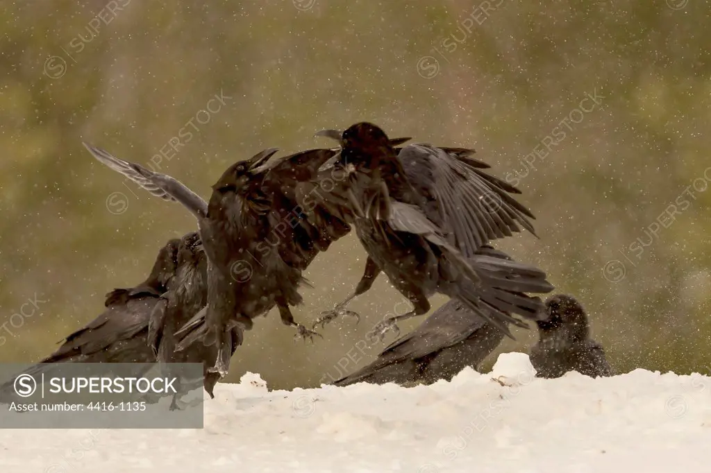 Ravens (Corvus corax) fighting in the snow Finland
