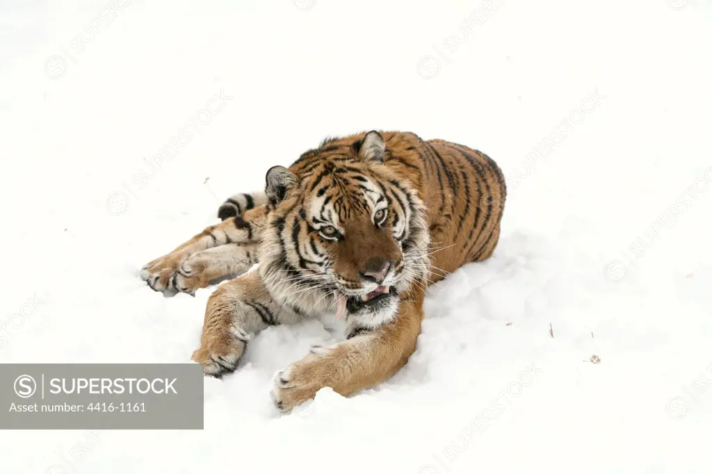 Tiger in the snow. US Montana Captive