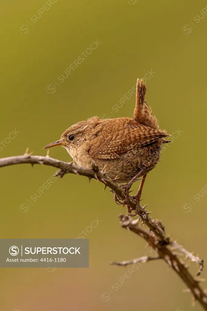 Pembrokeshire, Wren (Troglodytodes troglodytodes) sitting on a bramble