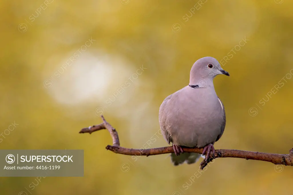 UK, England, Collared Dove (Streptopelia decaocto) on perch