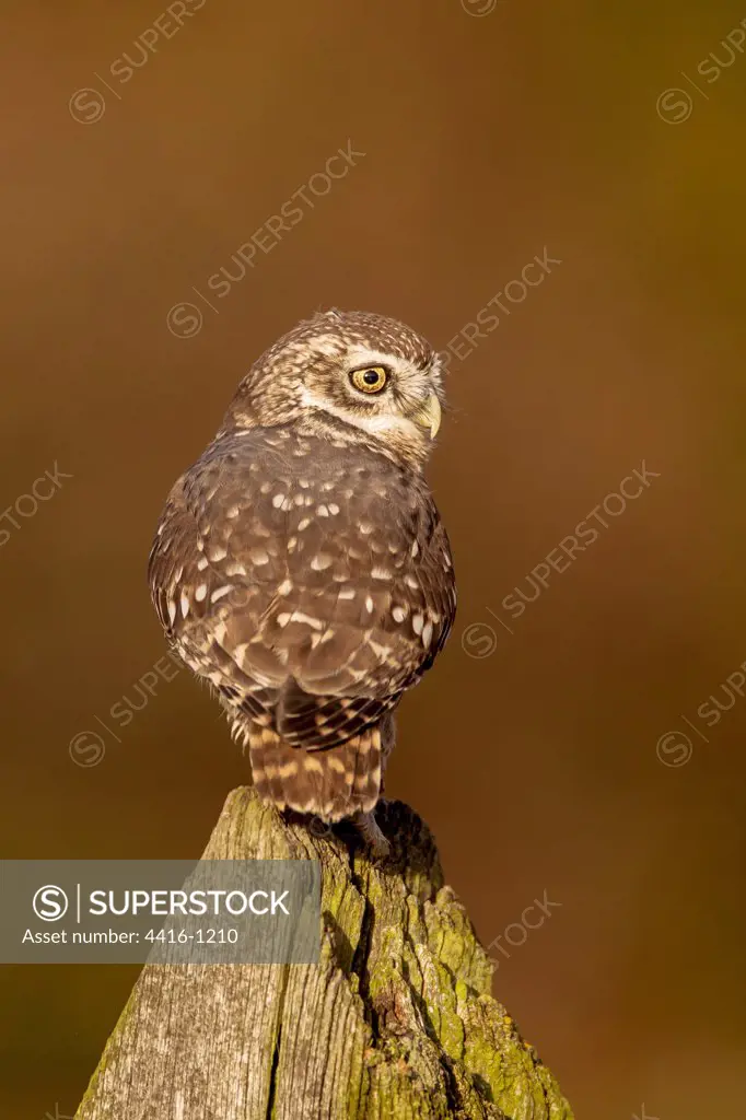 UK, England, Little Owl (Athene noctua) on post
