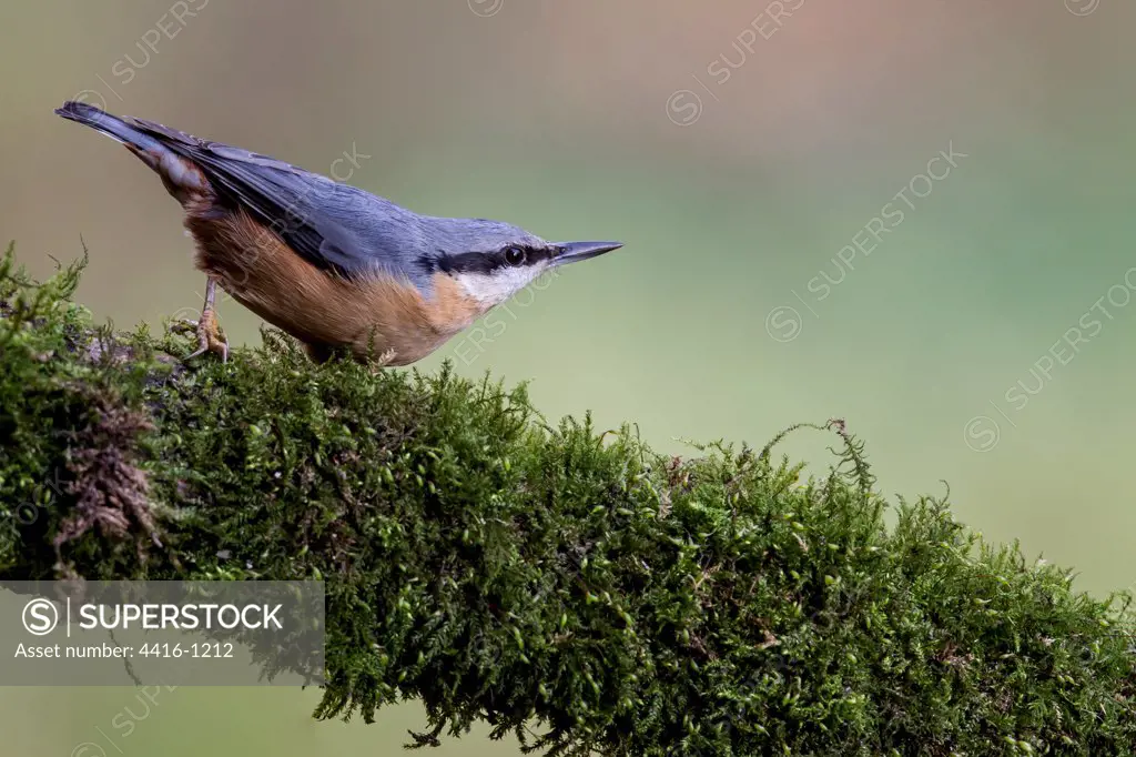 UK, England, Nuthatch (Sitta Europaea) on branch overgrown with moss