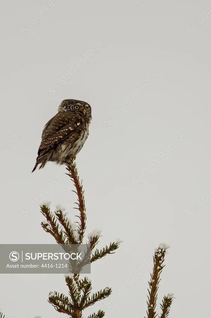 Finland, Eurasian Pygmy Owl (Glaucidium passerinum) on top of fir tree