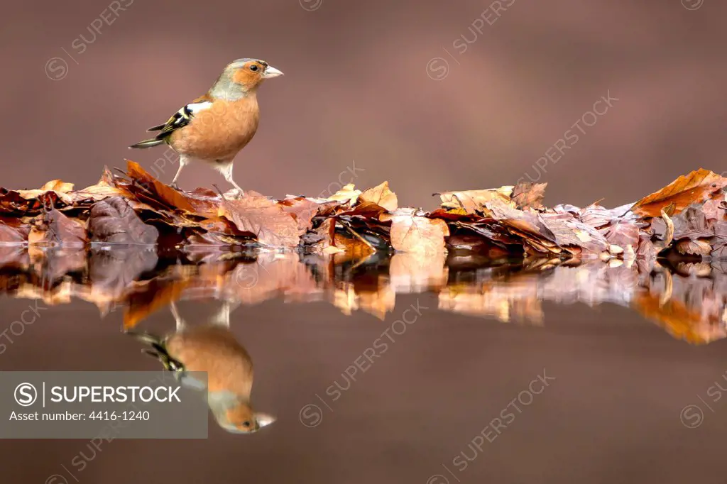 Male Common chaffinch (Fringilla coelebs) reflecting in a pool, Dumfries, Scotland