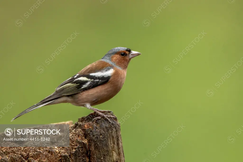 Close-up of a Male Common chaffinch (Fringilla coelebs), Dumfries, Scotland