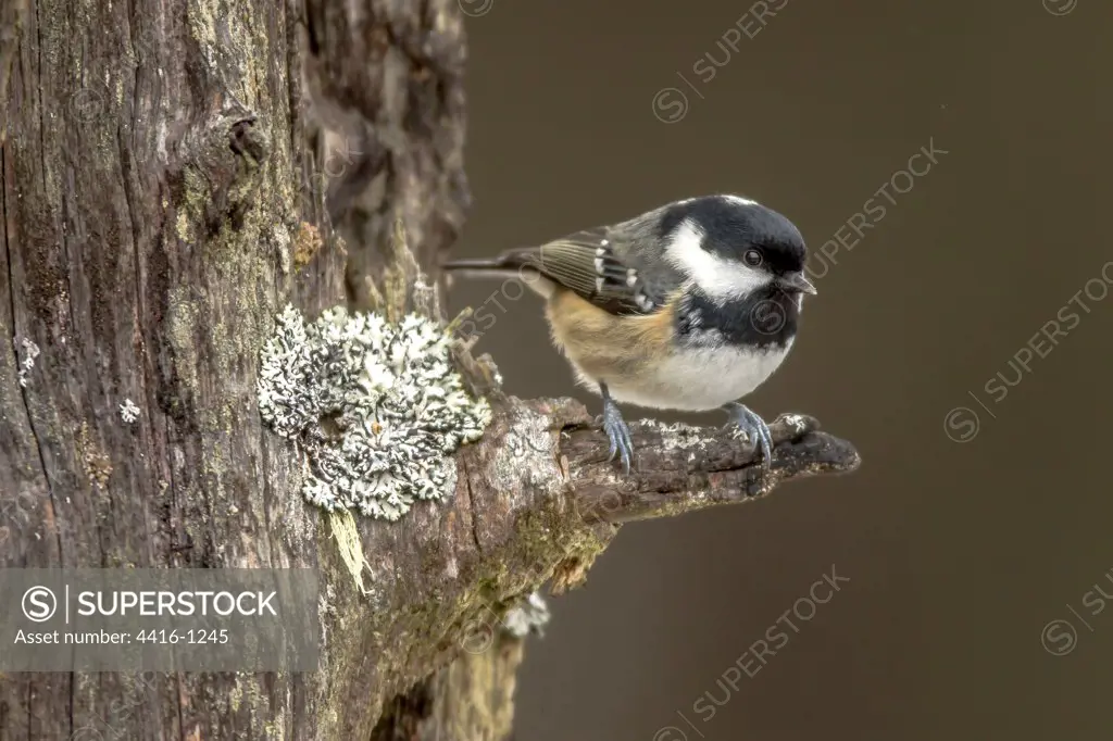 Coal Tit (Periparus ater) on lichen branch in winter, Cairngorms, Scotland