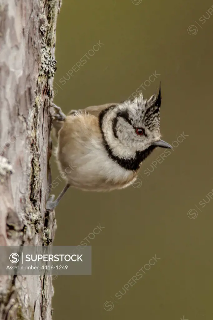 Low angle view of an European Crested Tit (Lophophanes cristatus) perching on scots pine, Scotland