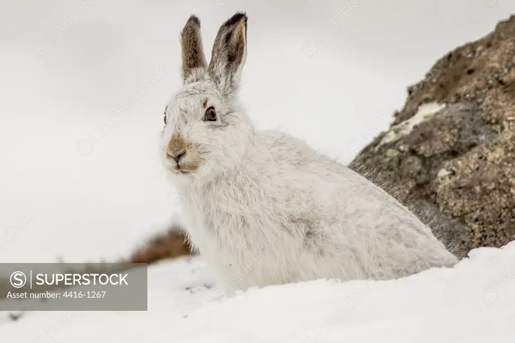 Mountain Hare (Lepus timidus) in snow, Cairngorms, Scotland
