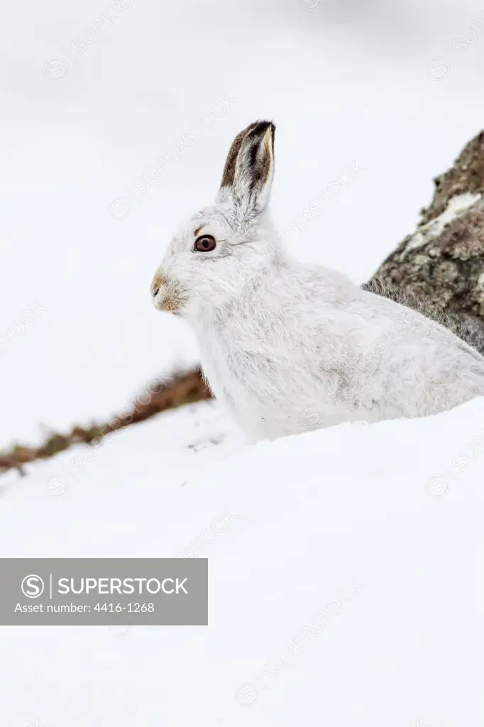 Mountain Hare (Lepus timidus) in snow, Cairngorms, Scotland