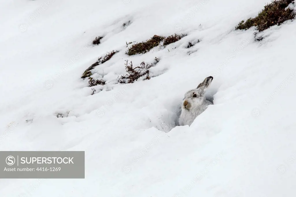 Mountain Hare (Lepus timidus) in snow hole, Cairngorms, Scotland