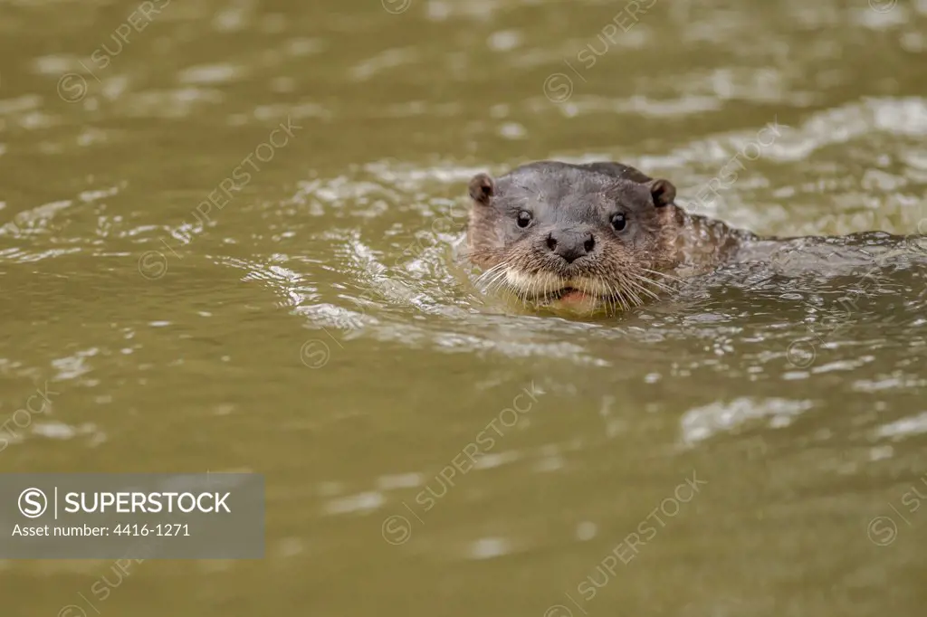 European otter (Lutra lutra) in river, Norfolk, England