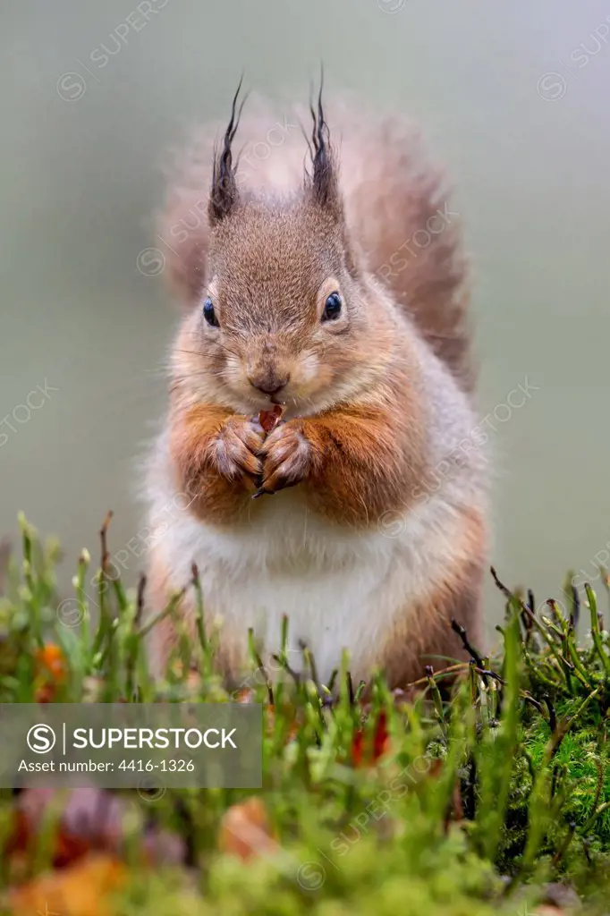 Red squirrel (Sciurus vulgaris) feeding in heather and grass, Cairngorms, Scotland