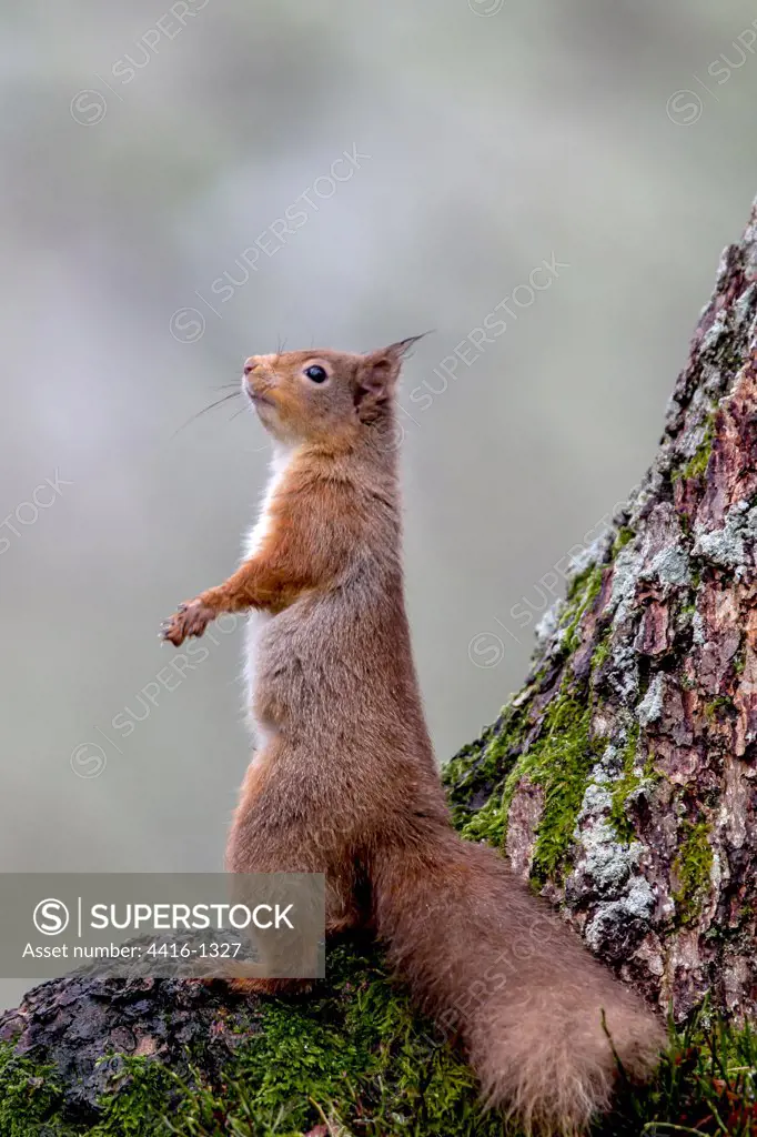 Red squirrel (Sciurus vulgaris) standing at tree base, Cairngorms, Scotland