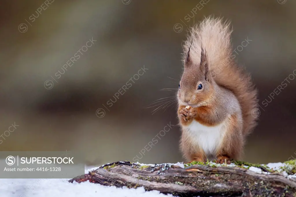 Red squirrel (Sciurus vulgaris) feeding in snow, Cairngorms, Scotland