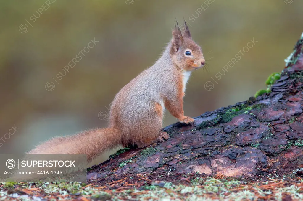 UK, Scotland, Cairngorms, Red Squirrel (Sciurus vulgaris) on tree stump