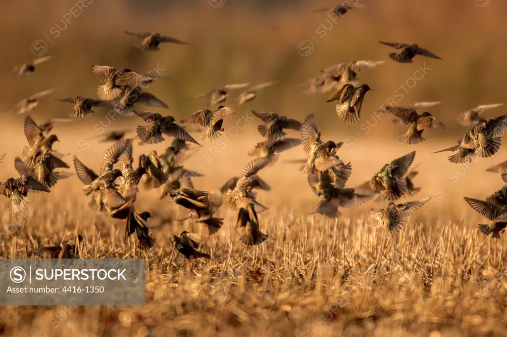 UK, England, Norfolk, Starlings (Sturnus vulgaris) flocking over field