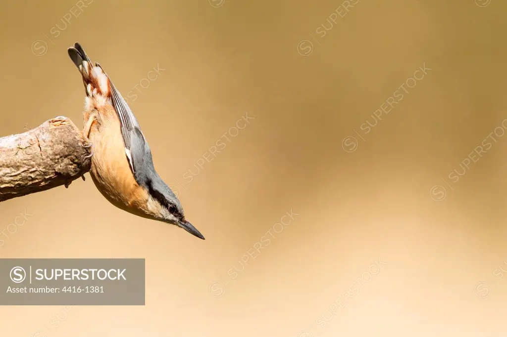 United Kingdom, Norfolk, Nuthatch (Sittidae) angled perching position