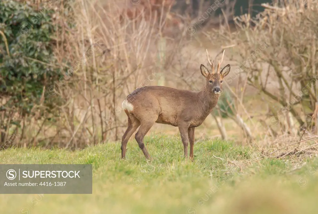 United Kingdom, Norfolk, Roe Deer Buck (Capreolus capreolus) at edge of field in early evening