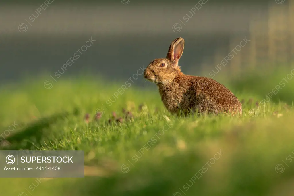UK, Norfolk, Rabbit (Leporidae) in grass