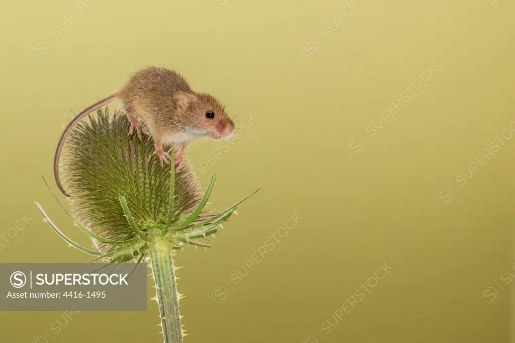 UK, Norfolk, Harvest Mouse (Micromys minutus) on teazel, Isolated background (Captive)