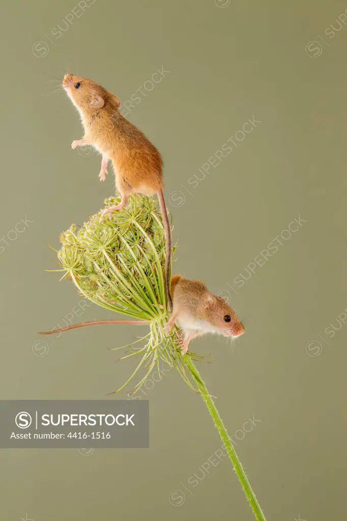 Pair of Eurasian harvest mouse (Micromys minutus) on Wild carrot (Daucus carota), Norfolk, England