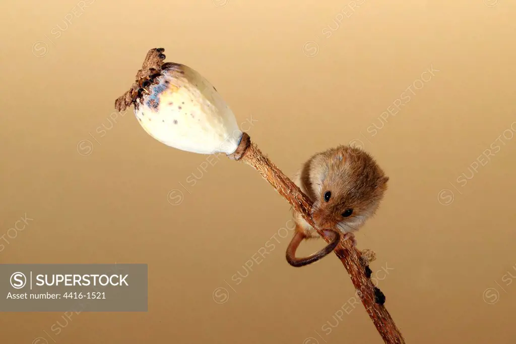 Eurasian harvest mouse (Micromys minutus) on Poppy seed head, Norfolk, England