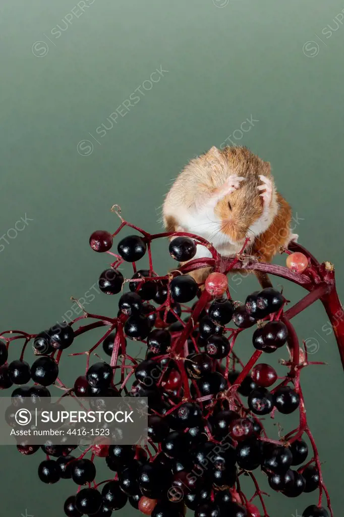 Eurasian harvest mouse (Micromys minutus) on Elderberry, Norfolk, England