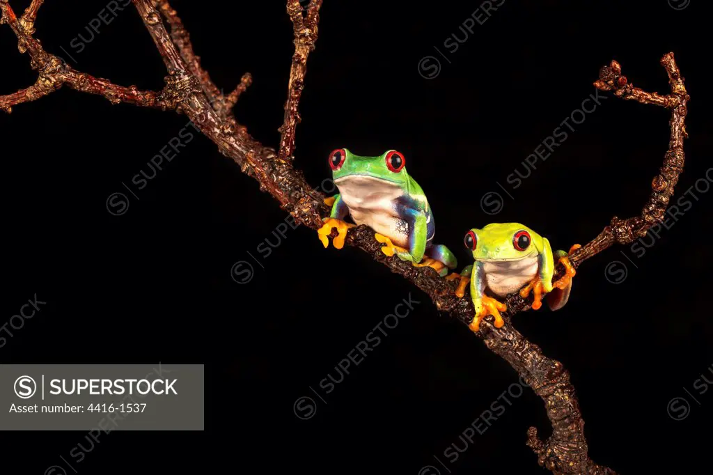 Male and female Red-Eyed Tree frogs (Agalychnis callidryas) isolated on black background, Hampshire, England