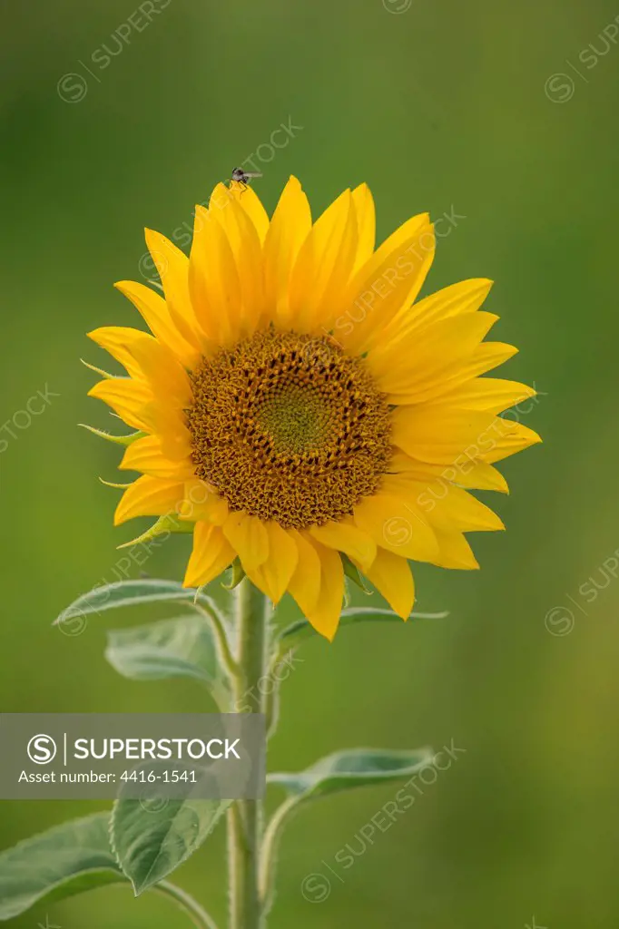 Sunflower (Helianthus annuus) in bloom at early morning, Norfolk, England