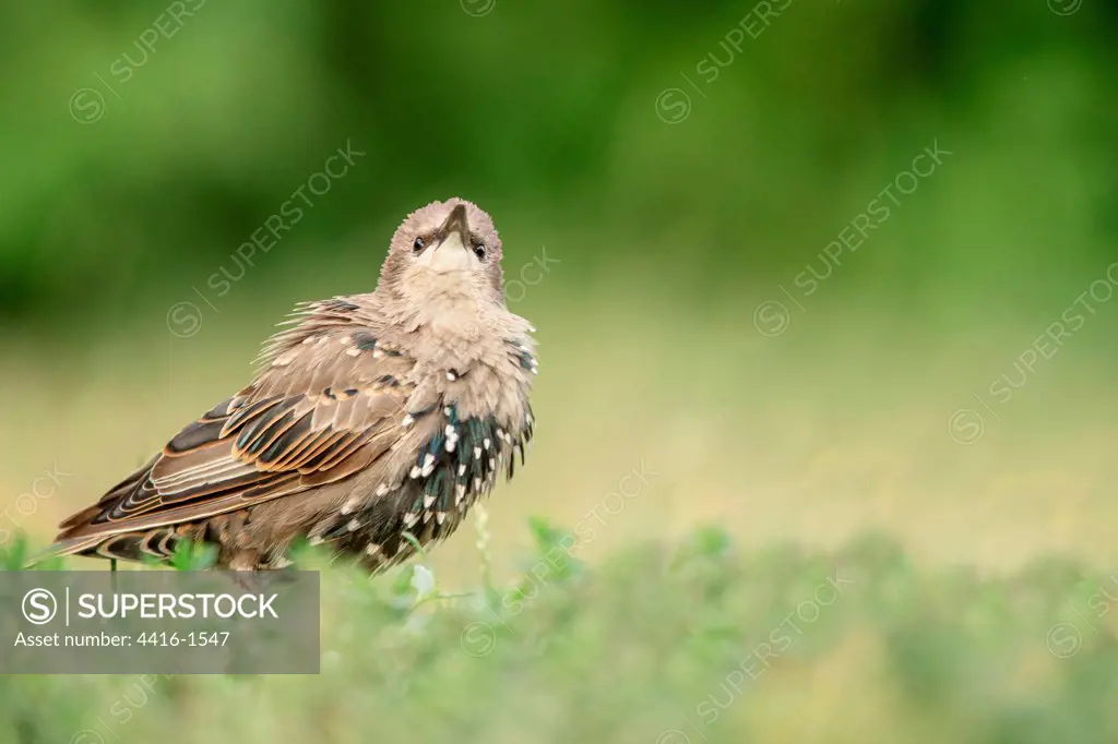 Juvenile Common starling (Sturnus vulgaris) changing plumage, Norfolk, England