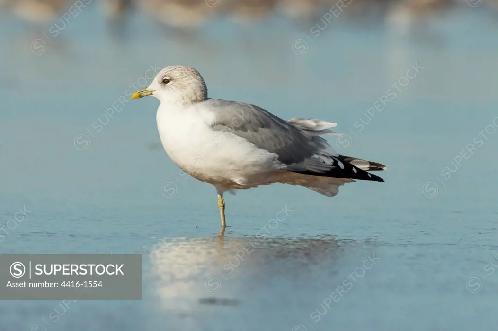 Close-up of a Common gull (Larus canus canus) in a pond, Norfolk, East Anglia, England